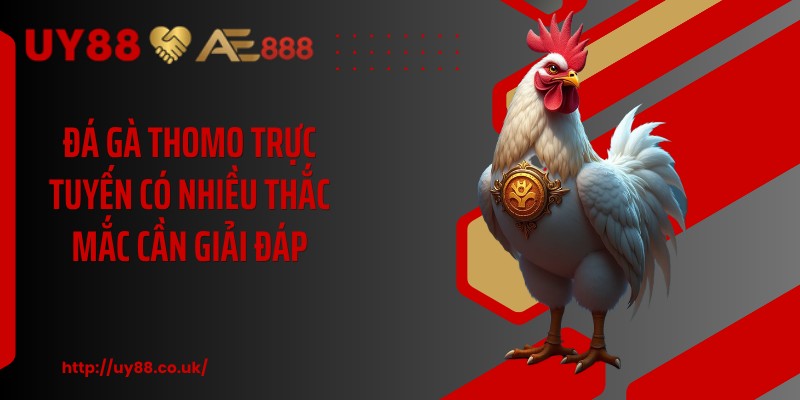 Đá gà thomo trực tuyến có nhiều thắc mắc cần giải đáp